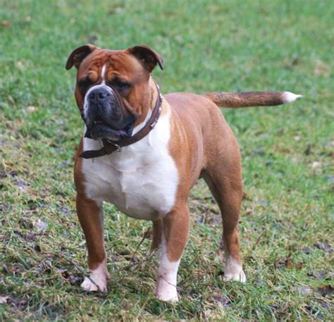 old english bulldogge breed.